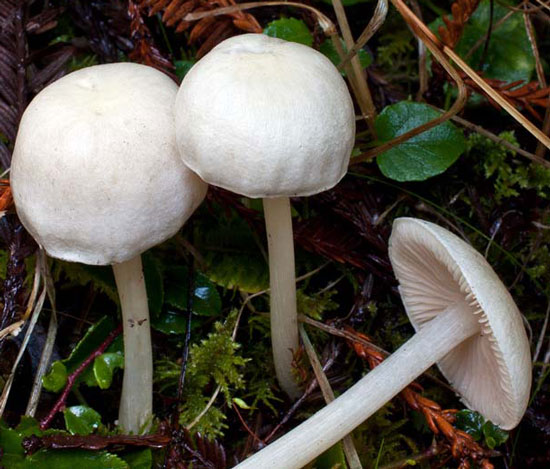 Alboleptonia sericella - Fungi species | sokos jishebi | სოკოს ჯიშები